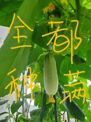 婚前试爱粤语未删